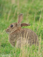 Oryctolagus cuniculus - European Rabbit