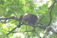 Alouatta palliata - Mantled Howler Monkey