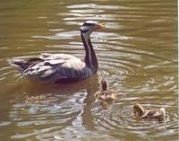 Image of: Anser indicus (bar-headed goose)