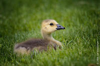 Image of: Branta canadensis (Canada goose)