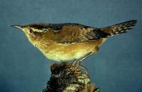 Image of: Cistothorus palustris (marsh wren)