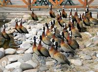Image of: Dendrocygna viduata (white-faced whistling-duck)
