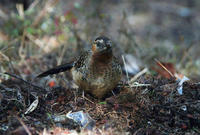 Image of: Garrulax maximus (giant laughingthrush)