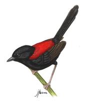 Image of: Malurus melanocephalus (red-backed fairywren)