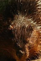 Castor fiber - Eurasian Beaver