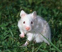 Mesocricetus auratus - Golden Hamster