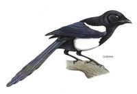 Image of: Pica pica (common magpie)