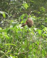 Image of: Quelea cardinalis (cardinal quelea)