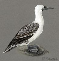 Image of: sula variegata (Peruvian booby)