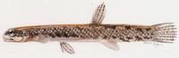 Image of: Lepidogalaxias salamandroides (mud minnow)