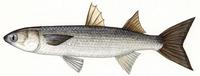 Image of: Mugil cephalus (striped mullet)