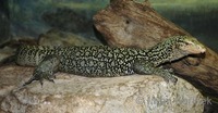 Varanus melinus - Banggai Island monitor