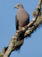 Dark-backed Imperial Pigeon - Ducula lacernulata