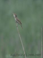 Oriental Reed Warbler - Acrocephalus orientalis