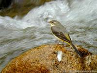 Grey Wagtail - Motacilla cinerea