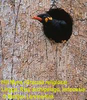 Hill Myna - Gracula religiosa