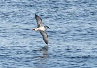 Greater Shearwater - Puffinus gravis