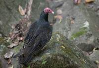 Turkey Vulture (Cathartes aura) photo