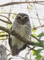 White-browed Owl (Ninox superciliaris) photo