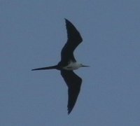 Magnificent Frigatebird - Fregata magnificens