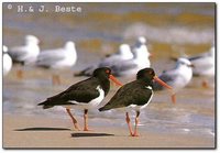 Pied Oystercatcher - Haematopus longirostris