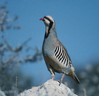 Chukar (Alectoris chukar) photo