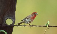 House Finch (Carpodacus mexicanus) photo