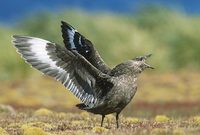Brown Skua (Catharacta lonnbergi) photo