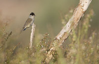 Blackcap (Sylvia atricapilla) photo