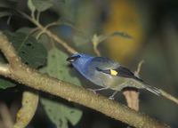 Yellow-winged Tanager (Thraupis abbas) photo