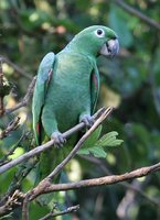 Mealy Parrot - Amazona farinosa