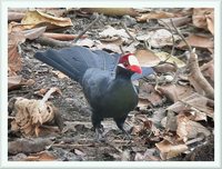 Violet Turaco - Musophaga violacea