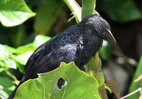 Smooth-billed Ani - Crotophaga ani