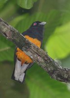 White-tailed Trogon - Trogon viridis