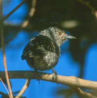 Barred Antshrike - Thamnophilus doliatus