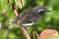 White-fringed Antwren - Formicivora grisea