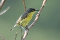 Common Tody-Flycatcher - Todirostrum cinereum