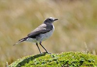 Black-billed Shrike-Tyrant - Agriornis montana