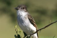 Puerto Rican Flycatcher - Myiarchus antillarum