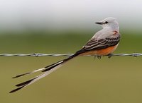 Scissor-tailed Flycatcher - Tyrannus forficatus