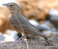 Rufous-tailed Lark - Ammomanes phoenicurus