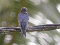 Gray-breasted Martin - Progne chalybea