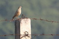 Richard's Pipit - Anthus richardi