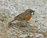 Robin Accentor - Prunella rubeculoides