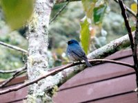 Indigo Flycatcher - Eumyias indigo