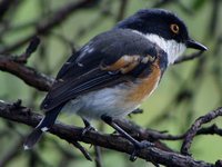 Cape Batis - Batis capensis