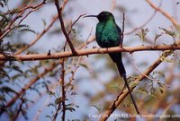 Malachite Sunbird - Nectarinia famosa