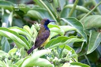 Olive-backed Sunbird - Cinnyris jugularis