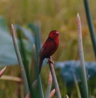 Crimson Finch - Neochmia phaeton