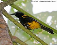 Greater Antillean Oriole - Icterus dominicensis